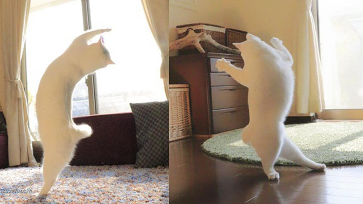 Kucing Ini Jago Balet, Kamu Kalah! Lihat Deh Posenya