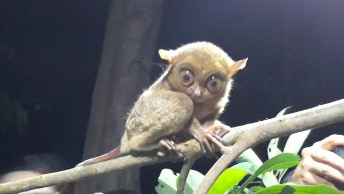 Tarsius, binatang endemik Pulau Belitung.