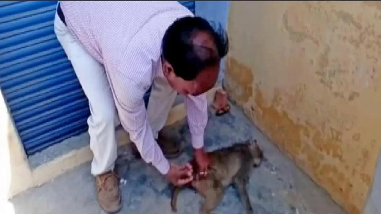 Ratusan monyet ditemukan mati secara misterius di India (The Sun)