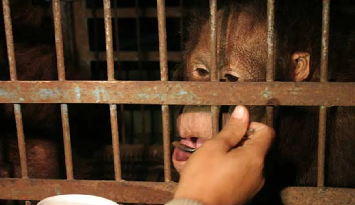 Seekor Orangutan bernama Joko (10) berada di kandang sementara setibanya di Jogja Orangutan Center (JOC) Kulonprogo, Jumat (7/10). BKSDA Jawa Tengah, menyita dua ekor Orangutan di Solo dan menitipkannya di JOC.(Antara)