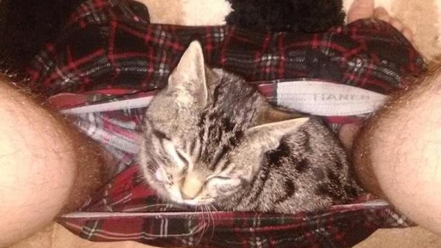 8 Tingkah Nyeleneh Kucing yang Bikin Geleng-Geleng Kepala