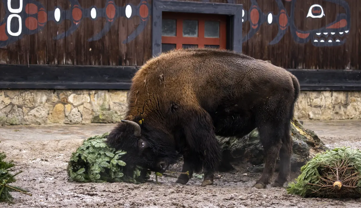 Bison berpesta dengan pohon Natal di Kebun Binatang Berlin, Jerman, pada Rabu (29/12/2021). Banyak pohon Natal yang tersisa setelah perayaan berakhir sebagai makanan berbagai hewan di kebun binatang Berlin. (Odd ANDERSEN / AFP)
