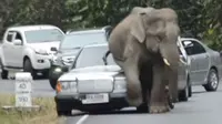 Gajah Cari Pasangan, Mobil Jadi Korban