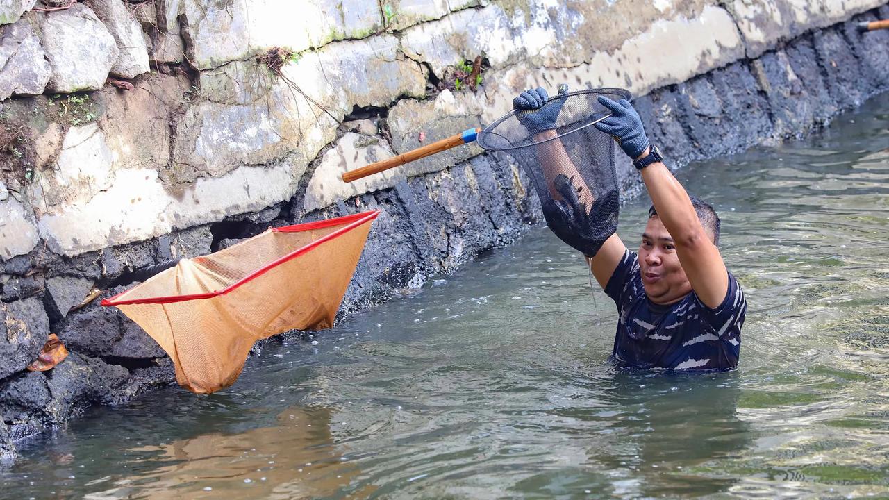 FOTO: TNI AL Bantu  Memusnahkan Ikan Sapu Sapu di Setu babakan