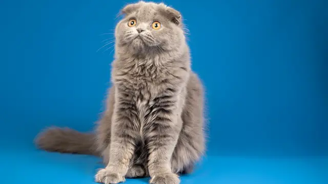 Grey Cat Names