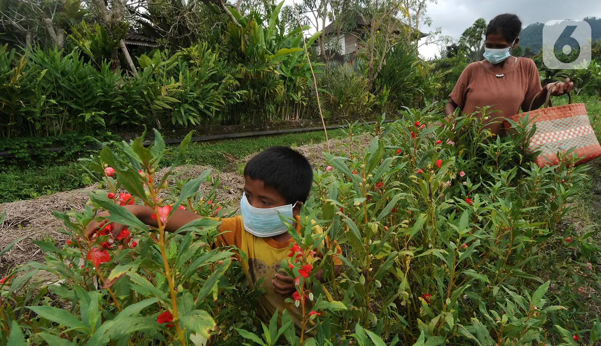 Seorang ibu ditemani anaknya memanen bunga pacar air di kawasan Sidemen, Karangasem, Bali, Kamis (2/9/2021). Jumlah penduduk miskin di Bali bertambah sekitar 5.050 orang dibandingkan pada September 2020 yang mencapai 196.920 orang. (merdeka.com/Arie Basuki)