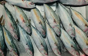 Protein Hewani Tak Harus Mahal, Ikan Kembung Bisa Jadi Pilihan
