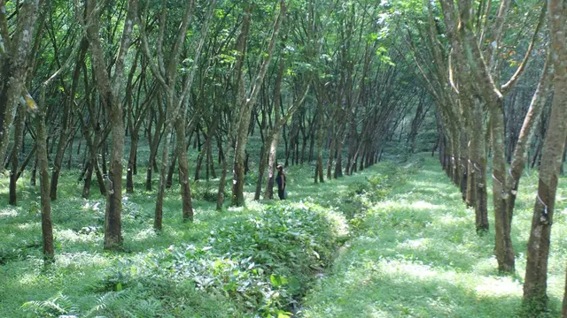 Lahan dan permukiman warga dirampas pascaperistiwa G30SPKI dan berubah menjadi kebun karet. (Foto: Liputan6.com/Muhamad Ridlo)