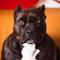 Ilustrasi anjing pitbull. (dok. Yohan Cho/Unsplash.com)
