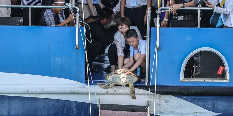 Melepaskan Penyu-Penyu ke Laut di Hainan