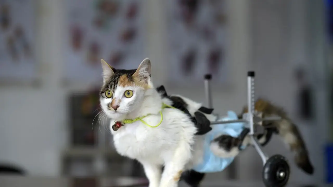 Kucing Berkaki Roda