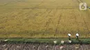 Para petani membawa hasil panen padi di kawasan persawahan Marunda, Jakarta Utara, Selasa (4/1/2022). Petani mengatakan hasil panen tahun ini tidak maksimal karena intensitas hujan tinggi mengakibatkan padi mengandung air, menjadi putih, serta ditambah adanya hama tikus. (merdeka.com/Imam Buhori)