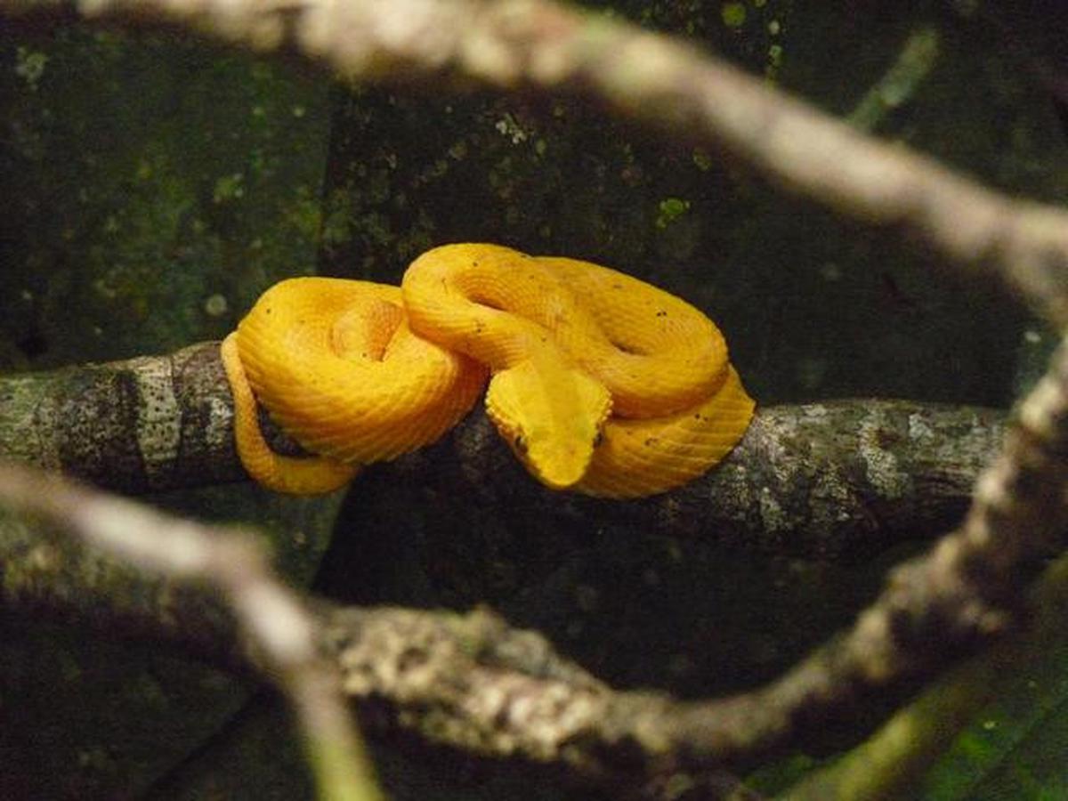9 Tanda Kehadiran Anakan Ular di Halaman Rumah, Patut Waspada
