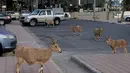 Nubian ibexes, sejenis kambing gurun, berkeliaran di jalanan selama ockdown di Kota Mitzpe Ramon, Israel (4/2/2021). Penerapan lockdown ini membuat kambing gurun berkeliaran di tengah kota ketika warga dibatasi aktivitasnya. (AFP/ Menahem Kahana)