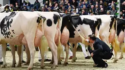 Juri memeriksa sapi yang dibariskan selama mengikuti ajang kontes kecantikan sapi perah "Schau der Besten" ke-44 di Verden an der Aller, Jerman (23/2). (AFP PHOTO/dpa/Carmen Jaspersen/Germany OUT)