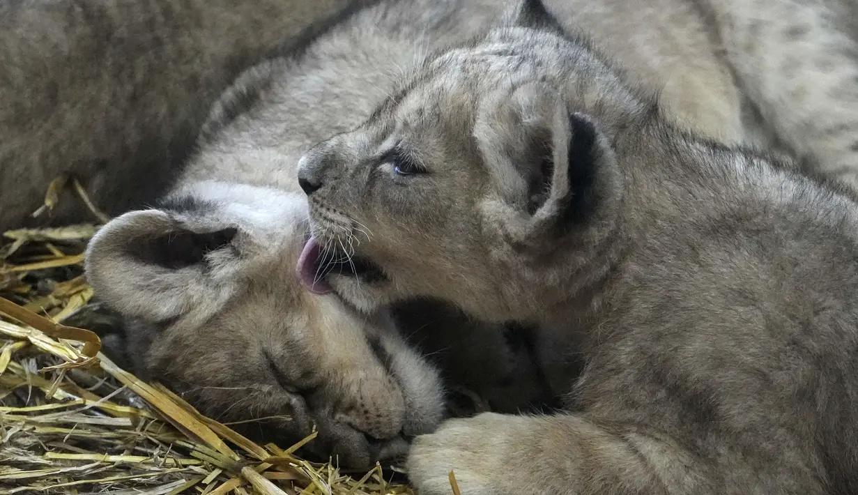 Anak singa Jamila menjilat saudara kembarnya, Malaika di samping Kumani pada hari pertama mereka diperlihatkan ke publik di Kebun Binatang di Gelsenkirchen, Jerman, Senin (15/11/2021). Sang induk, Fiona melahirkan tiga anak singa itu pada 8 Oktober 2021 lalu. (AP Photo/Martin Meissner)