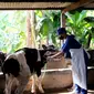 100 ekor sapi di kawasan Wonocolo Surabaya mendapat suntikan vaksinasi PMK tahap pertama. (Dian Kurniawan/Liputan6.com).