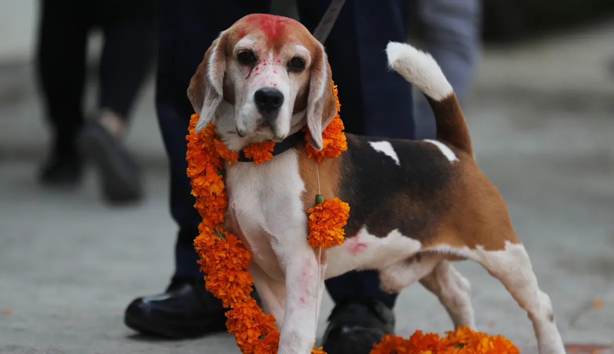 Anjing polisi dihiasi dengan karangan bunga selama perayaan festival Tihar di divisi kennel di Kathmandu, Rabu (3/11/2021). Anjing disembah untuk mengakui peran mereka dalam memberikan keamanan pada hari kedua festival Tihar, salah satu festival Hindu terpenting. (AP Photo/Niranjan Shrestha)