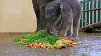 Covid, anak gajah di Taman Safari yang baru lahir akhir April 2020. (dok Taman Safari)