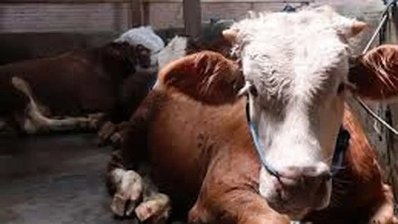 Ilusrasi sapi  PMK (Istimewa)