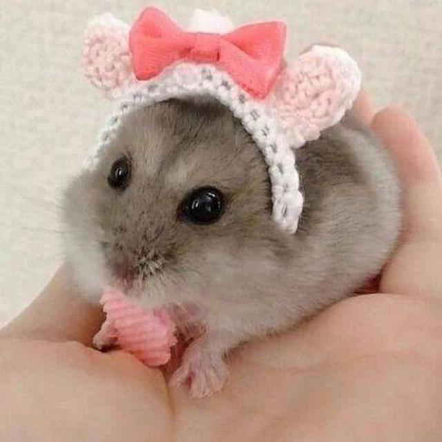 4 Potret Lucu Hamster saat Didandani Ini Tampil Menggemaskan