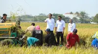 Presiden Jokowi dan Plt. Mentan Arief saat panen raya di Desa Karang Layung, Indramayu, Jawa Barat pada Jumat (13/10/2023). (Foto: Istimewa)