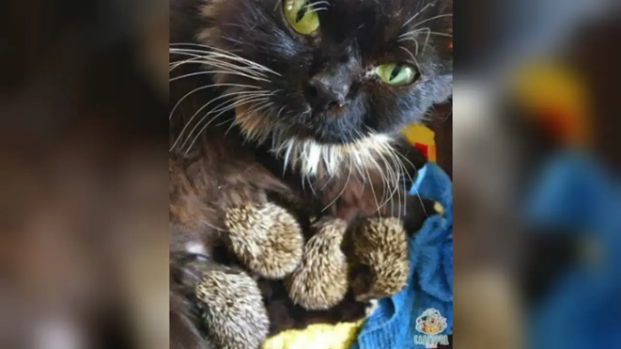 Kucing dan landak