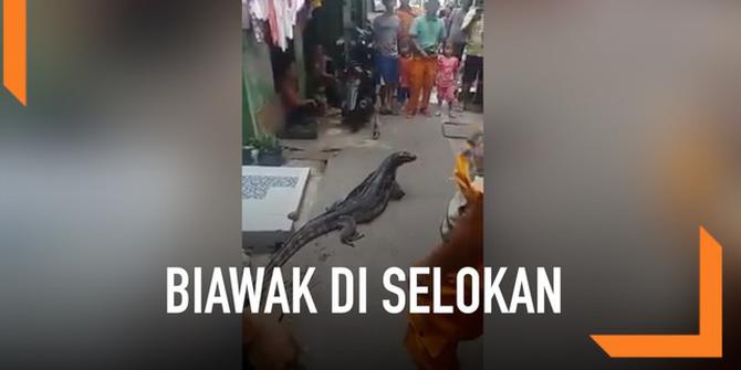 VIDEO: Biawak Muncul dari Selokan, Pasukan Oranye Terkejut