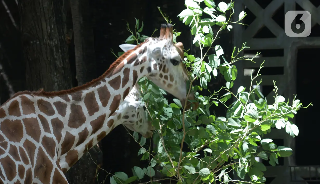Jerapah memakan tumbuhan di Taman Marga Satwa Ragunan, Jakarta  Sabtu (13//3/2021). Taman Marga Satwa Ragunan kembali dibuka bagi pengunjung dengan KTP DKI maupun non-DKI. (merdeka.com/Imam Buhori)