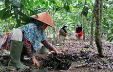 Panen Kopi Berlipat Ganda! Kopi Tangguh Iklim Kepahiang Jadi Solusi Jitu Petani Perempuan Atasi Perubahan Cuaca Ekstrem