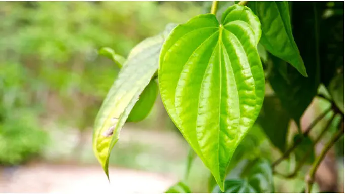 Courtesy ShutterStock.com