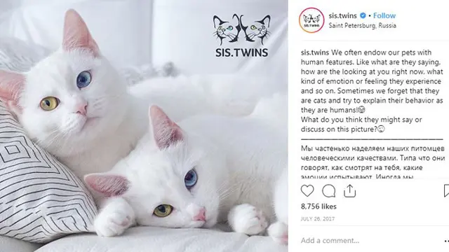 Punya Warna Mata Berbeda, Kucing Kembar Ini Banjir Pengikut di Instagram