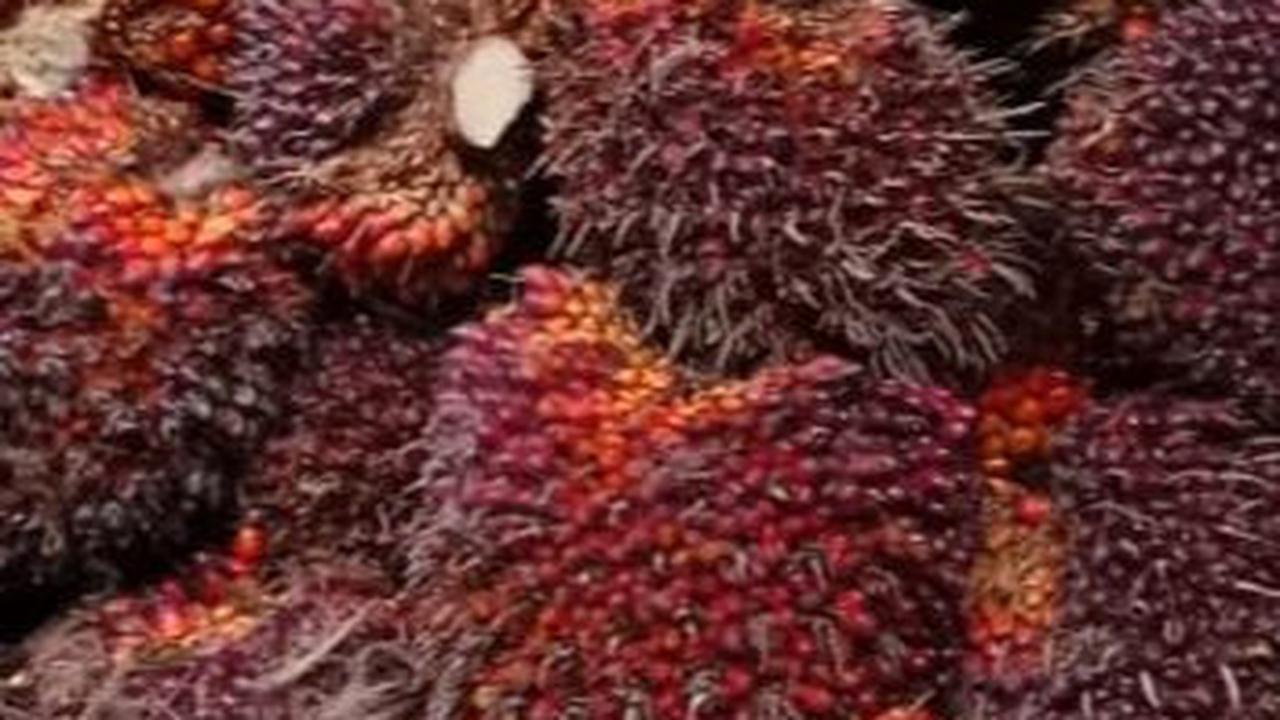 Berikut 5 perusahaan yang bergerak di bidang kelapa sawit milik para konglomerat Indonesia.