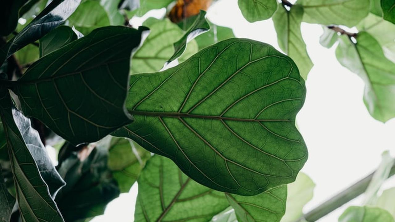 6 Manfaat Daun Sirih untuk Kesehatan, Penurun Kolesterol Hingga Atasi Kutil