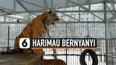 HARIMAU NYANYI