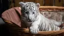 Bayi harimau benggala putih diperkenalkan ke publik di Yunnan Wildlife Zoo, Yunnan, China, 12 Oktober 2018. Tiga bulan lalu, harimau benggala putih di Yunnan Wildlife Zoo melahirkan tiga anak kembar lucu bermata biru. (FRED DUFOUR / AFP)