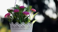 6 Tanaman Hias Gantung dengan Daun Cantik, Cocok Ditempatkan di Berbagai Ruangan