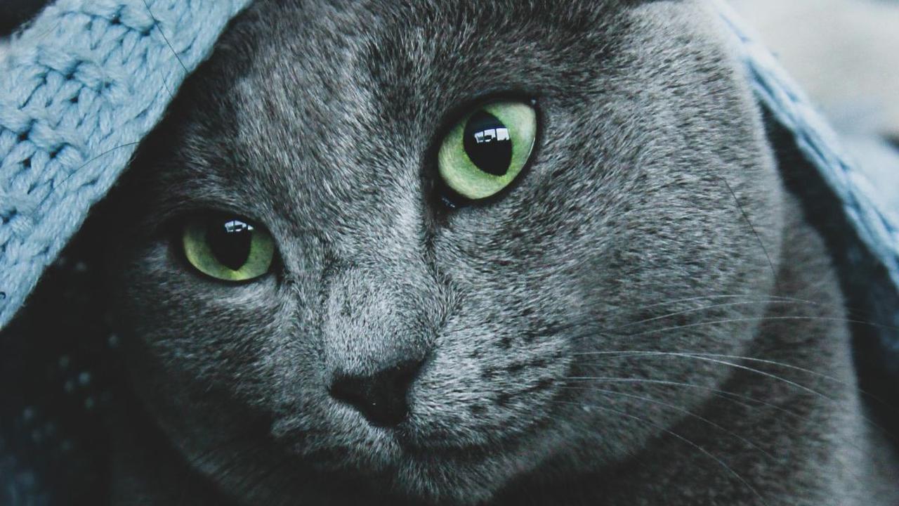 Kucing merupakan salah satu hewan berbulu yang menggemaskan dan imut hingga membuat cukup banyak orang jatuh hati. Tak heran kucing menjadi binatang peliharaan favorit. Ada berbagai jenis kucing dengan ciri khas masing-masing mulai dari bulu hingga perbed