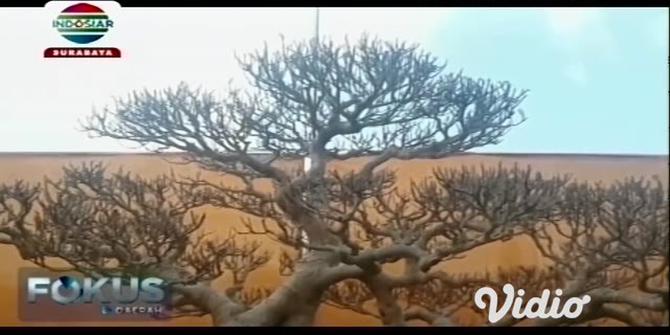 VIDEO: Harga Bonsai Tembus Rp 60 Juta pada Pameran di Gresik