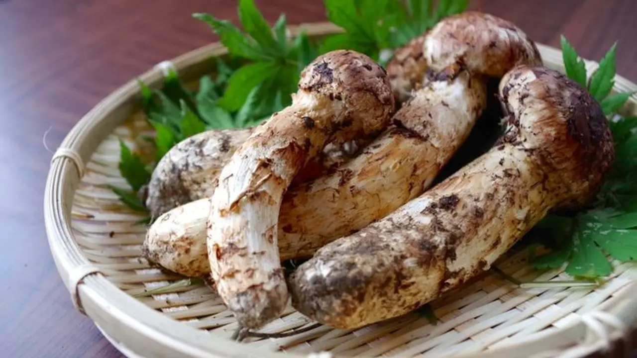 Mengenal Jamur Matsutake, Jenis Jamur Termahal di Dunia Citizen6