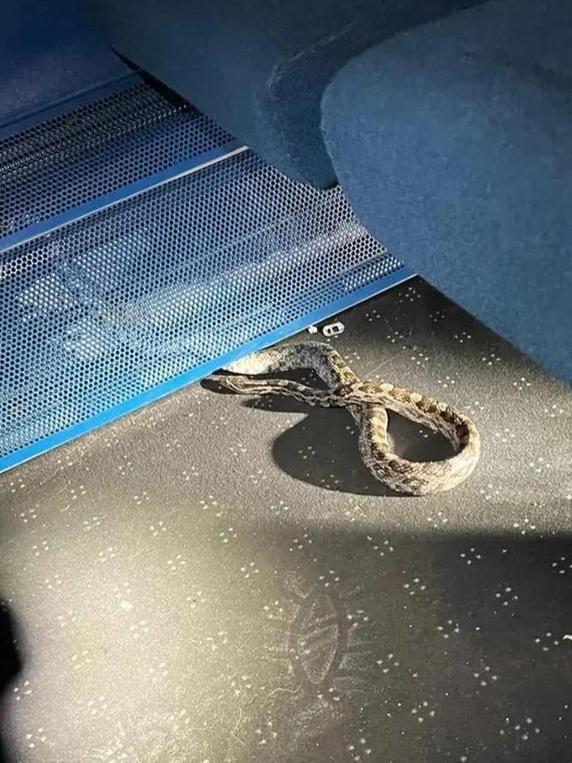 Ular Jagung Bikin Heboh