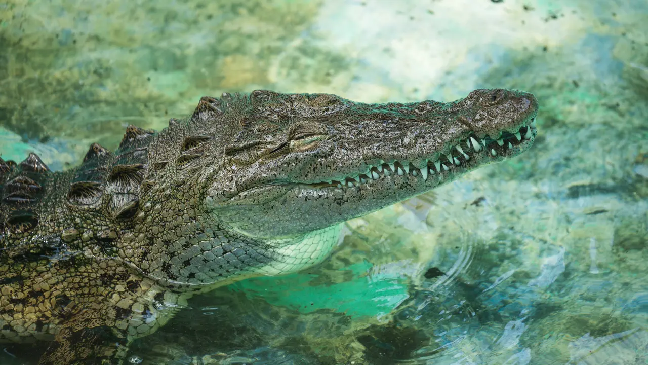 buaya