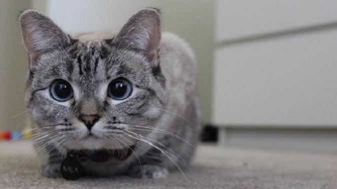 Kalung Ini Bisa Bikin Kucing Bicara Dengan Manusia Lifestyle