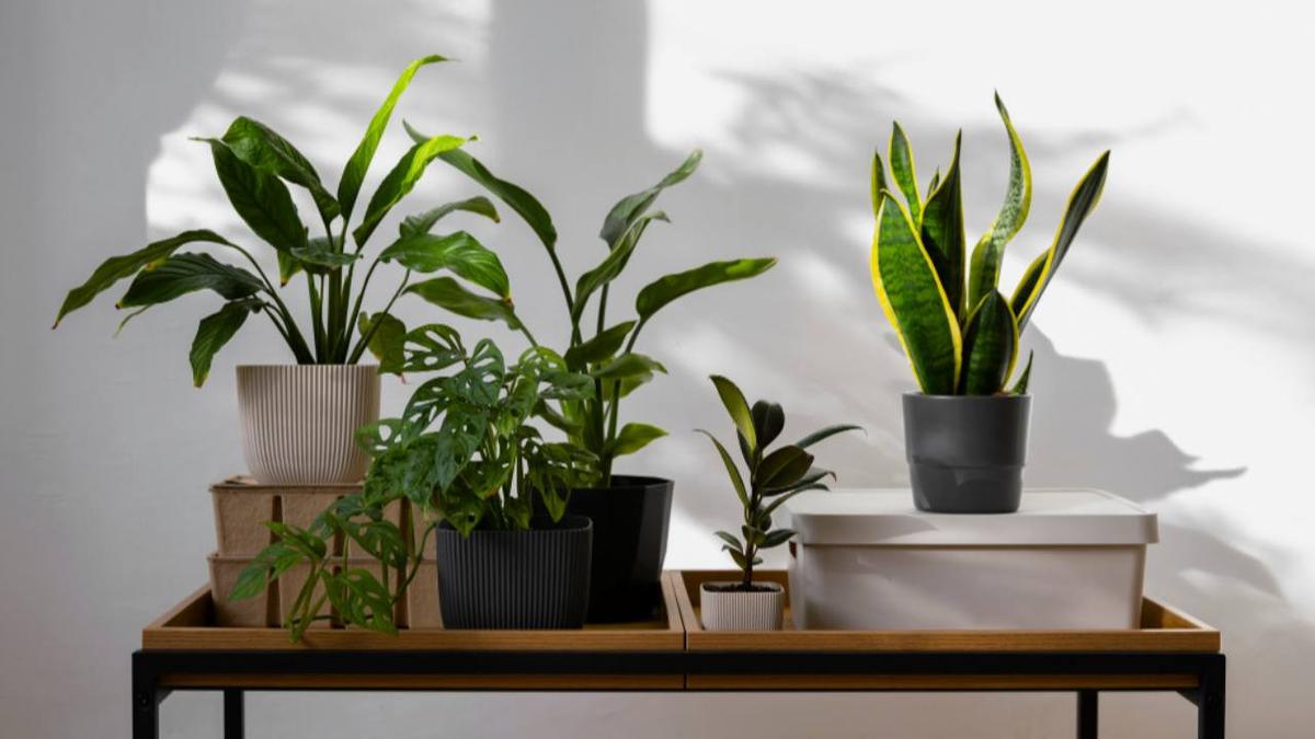 Pot Tanaman Hias Estetik: Pilihan Terbaik untuk Rumah Cantik