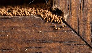 Tips Deteksi Rayap Sudah Menghuni Rumahmu (Sumber: Meta AI)