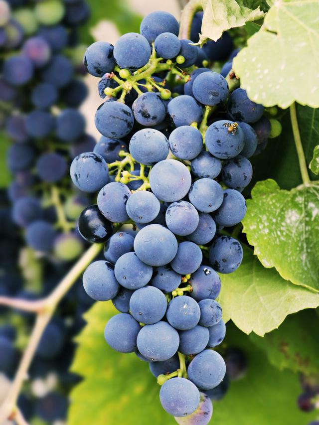 ilustrasi jus anggur untuk menjaga sistem imun tubuh/pixabay