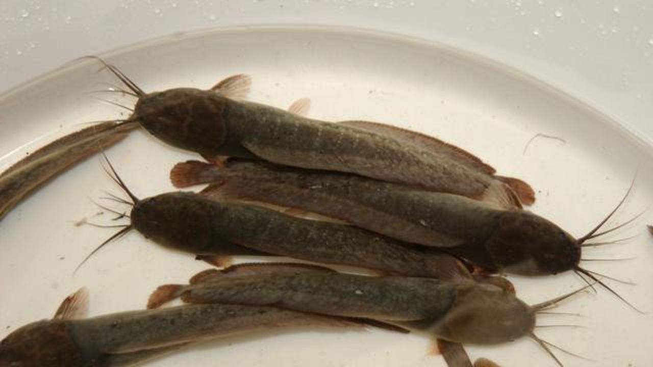 11 Cara Budidaya Lele di Halaman Sempit, Alternatif Protein Murah untuk Keluarga