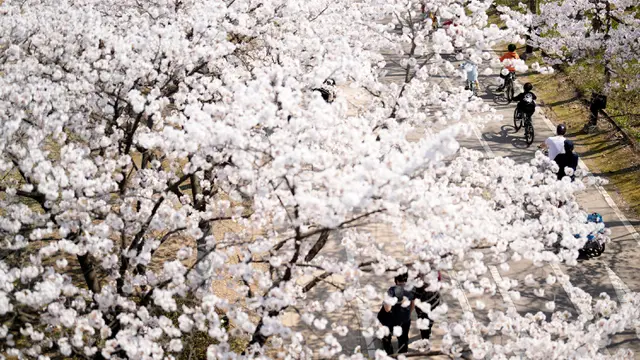 Bunga Sakura Bermekaran, Warga Korea Selatan Datangi Taman-Taman