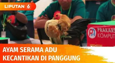 Puluhan ayam serama mengikuti kontes kecantikan di Jember, Jawa Timur. Ayam berjulukan The Smallest Bantam Chicken ini bergerak bak model di catwalk. Penampilan prima ayam-ayam ini juga didukung kerja keras jokinya lho.