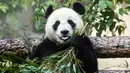 Panda raksasa (ailuropoda melanoleuca) memakan bambu dalam kandangnya di Kebun Binatang Moskow, Rusia, Sabtu (13/7/2019). (Kirill KUDRYAVTSEV/AFP)